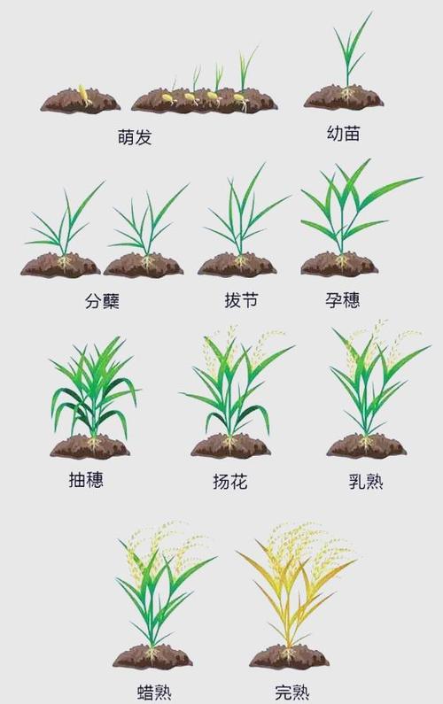 怎样提高水稻品质?如何提高水稻品质