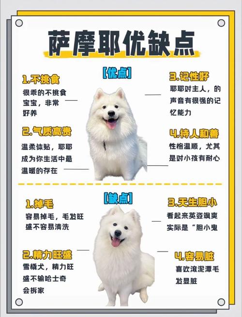 萨摩耶如何辨别纯不纯种？如何区分萨摩耶是否纯种