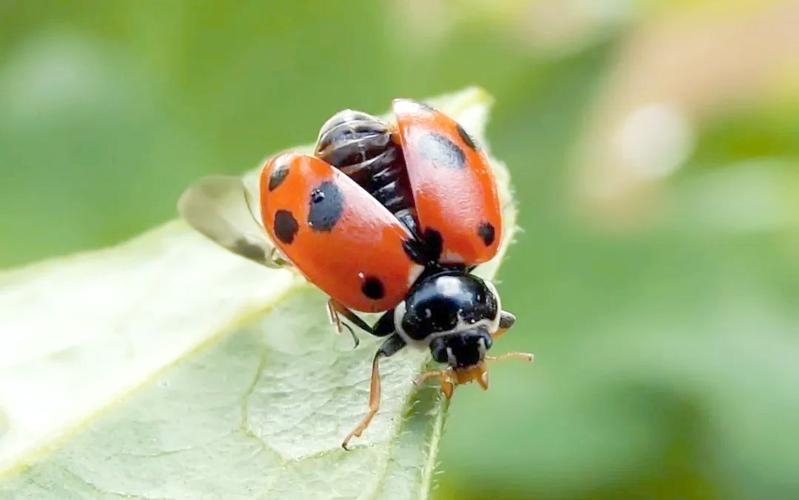 七星瓢虫在哪生活??七星瓢虫生活在什么地方