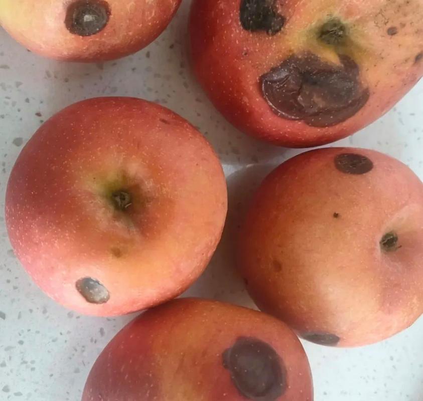 苹果坏了还能吃吗为什么？苹果坏了一点就不能吃了吗