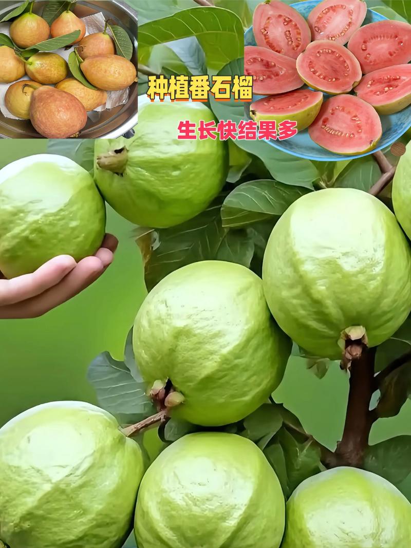 番石榴什么时候吃好吃?番石榴什么时候吃好吃一点