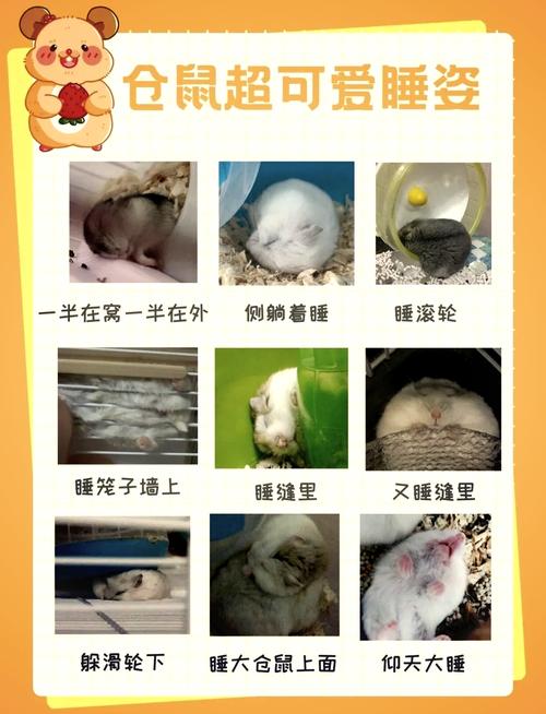 小仓鼠需要晒太阳吗?？仓鼠要晒多久的太阳