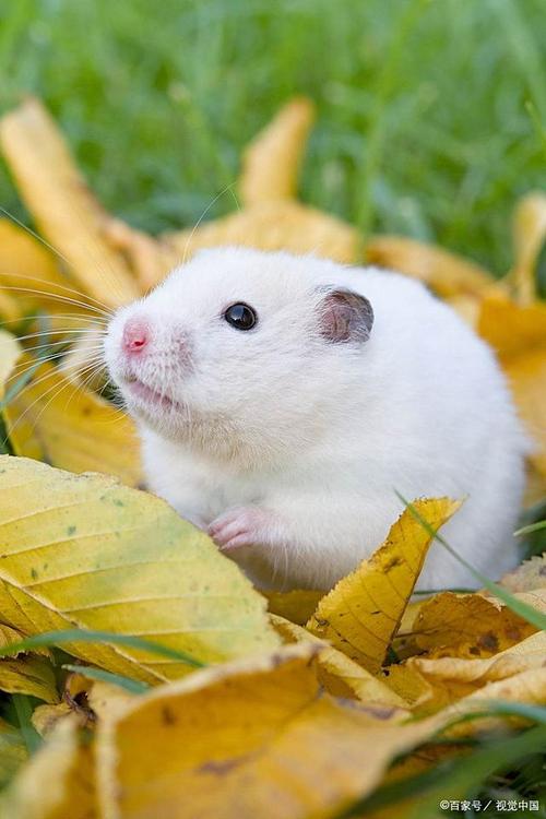 小仓鼠需要晒太阳吗??仓鼠要晒多久的太阳