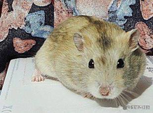 小仓鼠需要晒太阳吗??仓鼠要晒多久的太阳