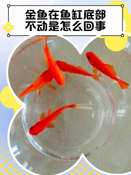 锦鲤沉在鱼缸水底不动?锦鲤沉在鱼缸水底不动怎么办