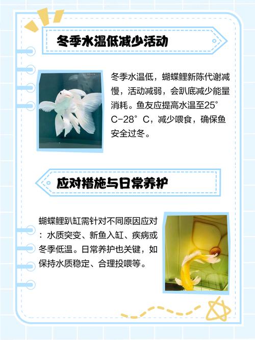 锦鲤沉在鱼缸水底不动?锦鲤沉在鱼缸水底不动怎么办