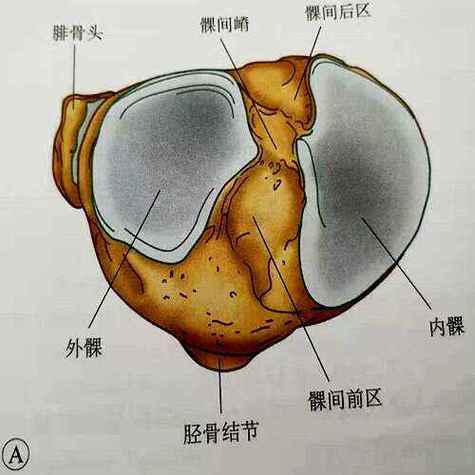 胫骨平台由什么组成？胫骨平台的解剖位置