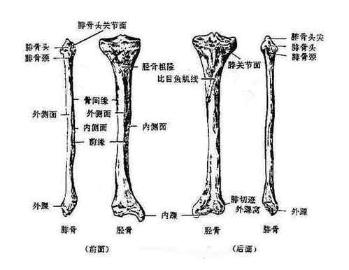 胫骨平台由什么组成?胫骨平台的解剖位置