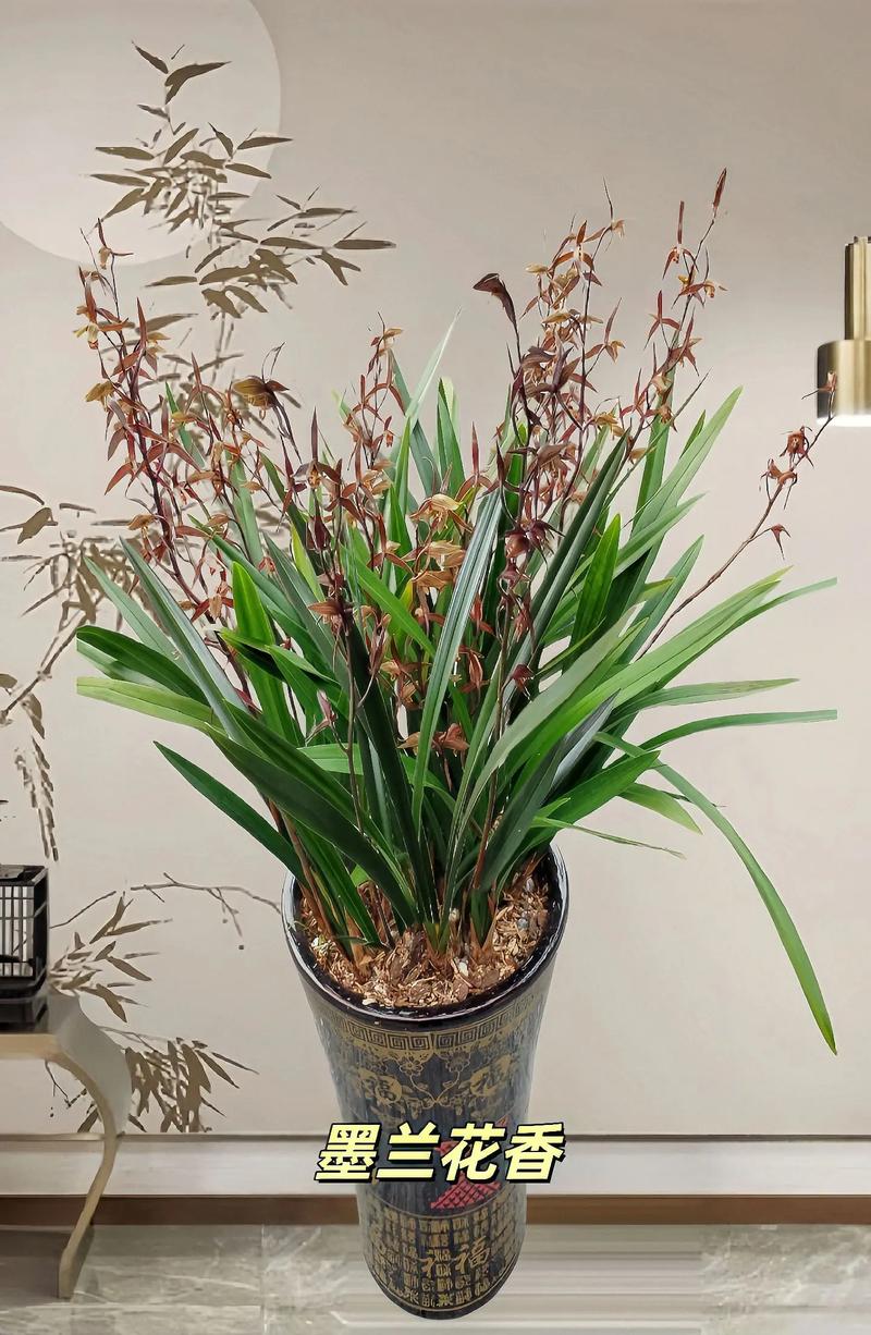 墨兰哪个品种好看又好养?墨兰品种哪个品种最美