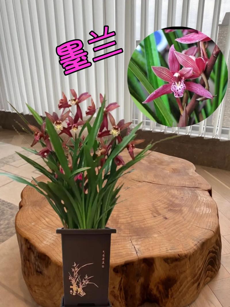 墨兰哪个品种好看又好养?墨兰品种哪个品种最美