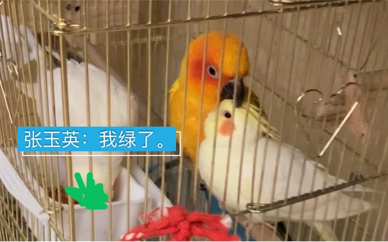 金太阳和玄凤哪个好训练?玄凤和金太阳能配种吗