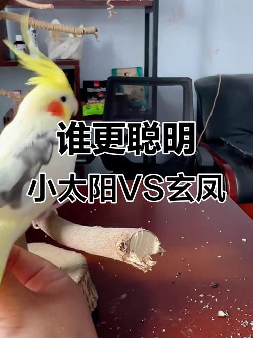 金太阳和玄凤哪个好训练?玄凤和金太阳能配种吗