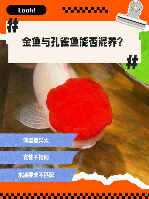 金鱼和孔雀鱼哪个好养不爱死？金鱼好养还是孔雀鱼好养