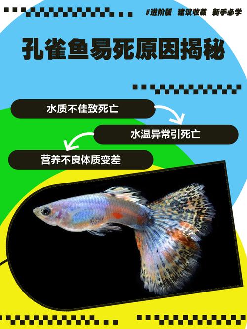 金鱼和孔雀鱼哪个好养不爱死?金鱼好养还是孔雀鱼好养