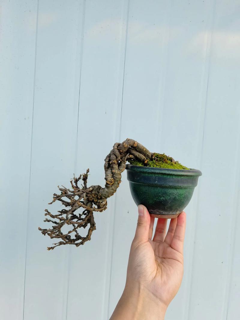 金雀盆景耐寒多少度?金雀盆景过冬