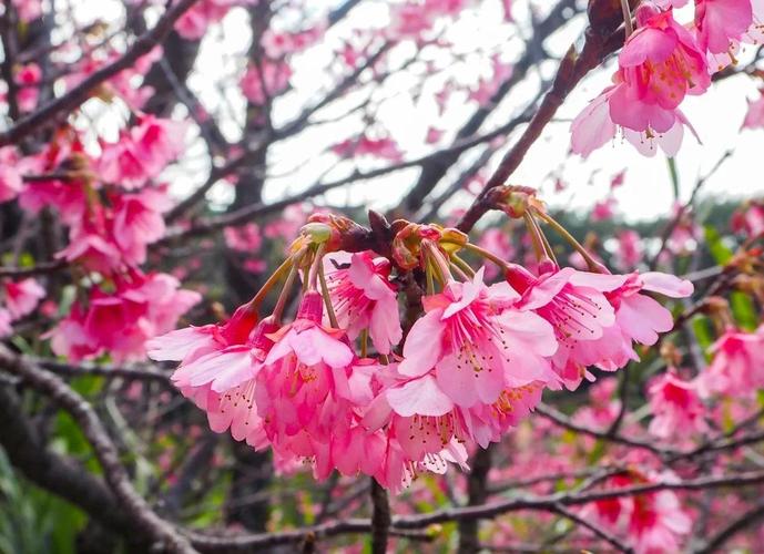 日本春天开什么花？日本春天哪里最美