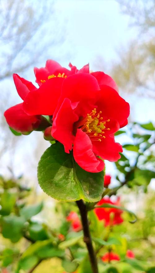 日本春天开什么花?日本春天哪里最美