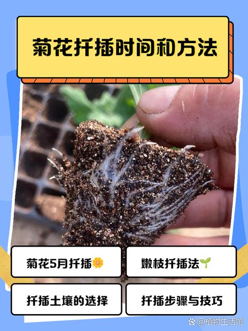 菊花的扦插具体是什么时候？扦插菊花什么时间移栽