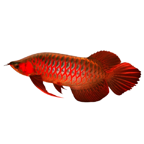 金龙鱼和红龙鱼是一个品种吗？金龙鱼跟红龙鱼哪个贵