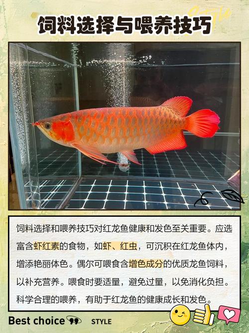 金龙鱼和红龙鱼是一个品种吗?金龙鱼跟红龙鱼哪个贵