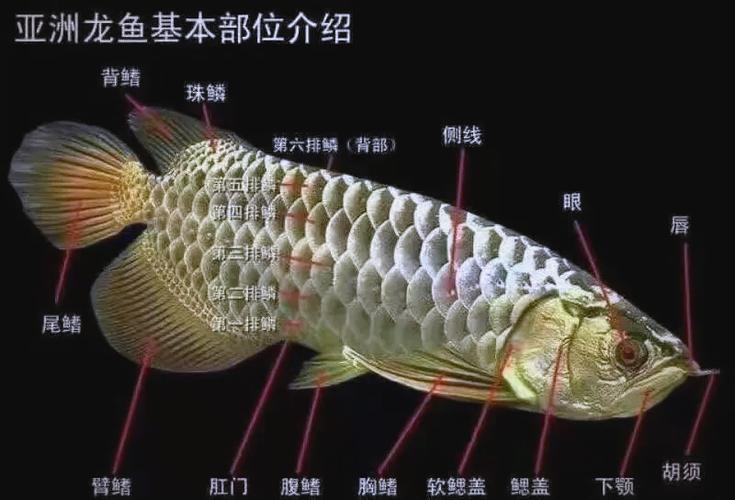 金龙鱼和红龙鱼是一个品种吗?金龙鱼跟红龙鱼哪个贵