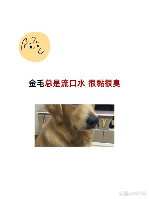 金毛犬为什么流口水？金毛狗老是流口水是什么原因