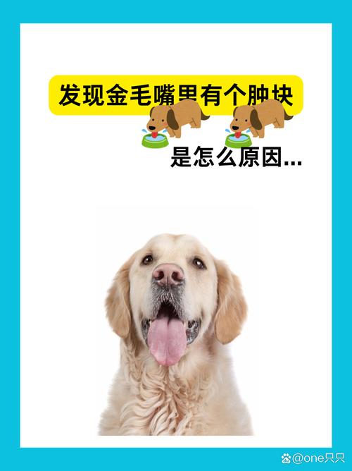 金毛犬为什么流口水?金毛狗老是流口水是什么原因