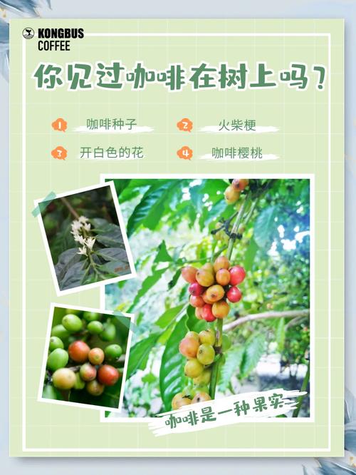 咖啡树生长周期？咖啡树苗生长环境