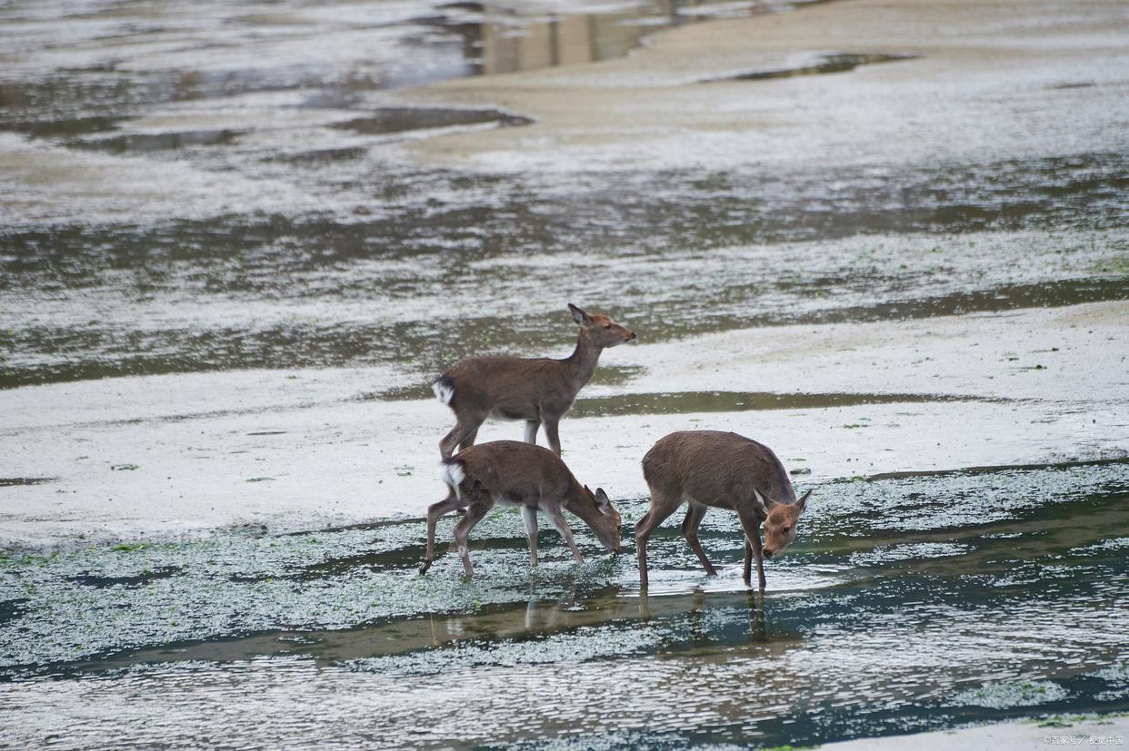 教室奇遇记:一头贪吃鹿与学生试卷的意外交锋