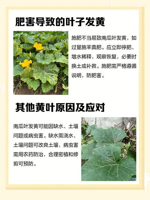 南瓜叶子变黄解决方法？南瓜叶子发黄什么原因