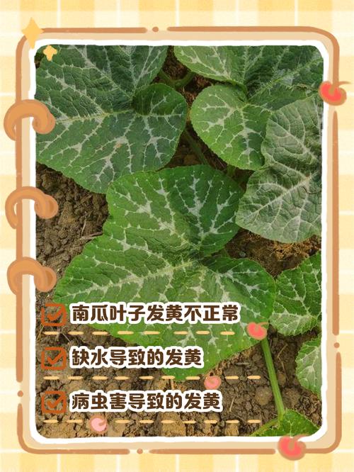 南瓜叶子变黄解决方法?南瓜叶子发黄什么原因