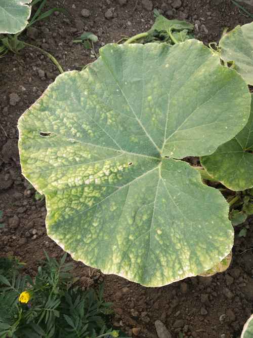 南瓜叶子变黄解决方法?南瓜叶子发黄什么原因