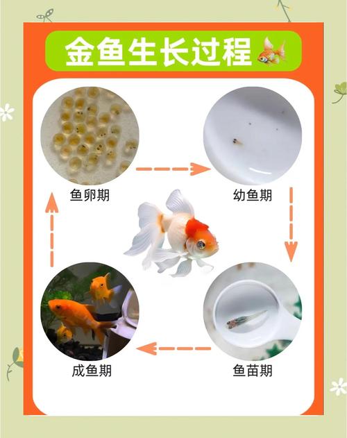 金鱼为什么会打架的原因？金鱼打架的原因很简单