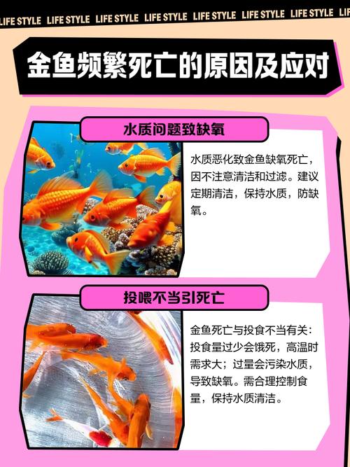 金鱼为什么会打架的原因?金鱼打架的原因很简单