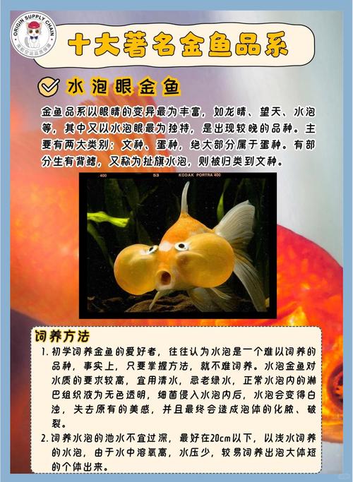 金鱼的特点是什么简单的回答？金鱼的特征是什么