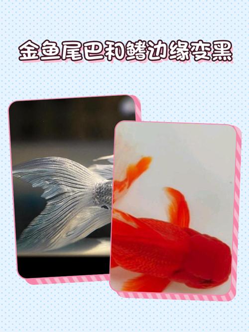 锦鲤尾巴边缘变黑？锦鲤尾巴变黑是怎么回事