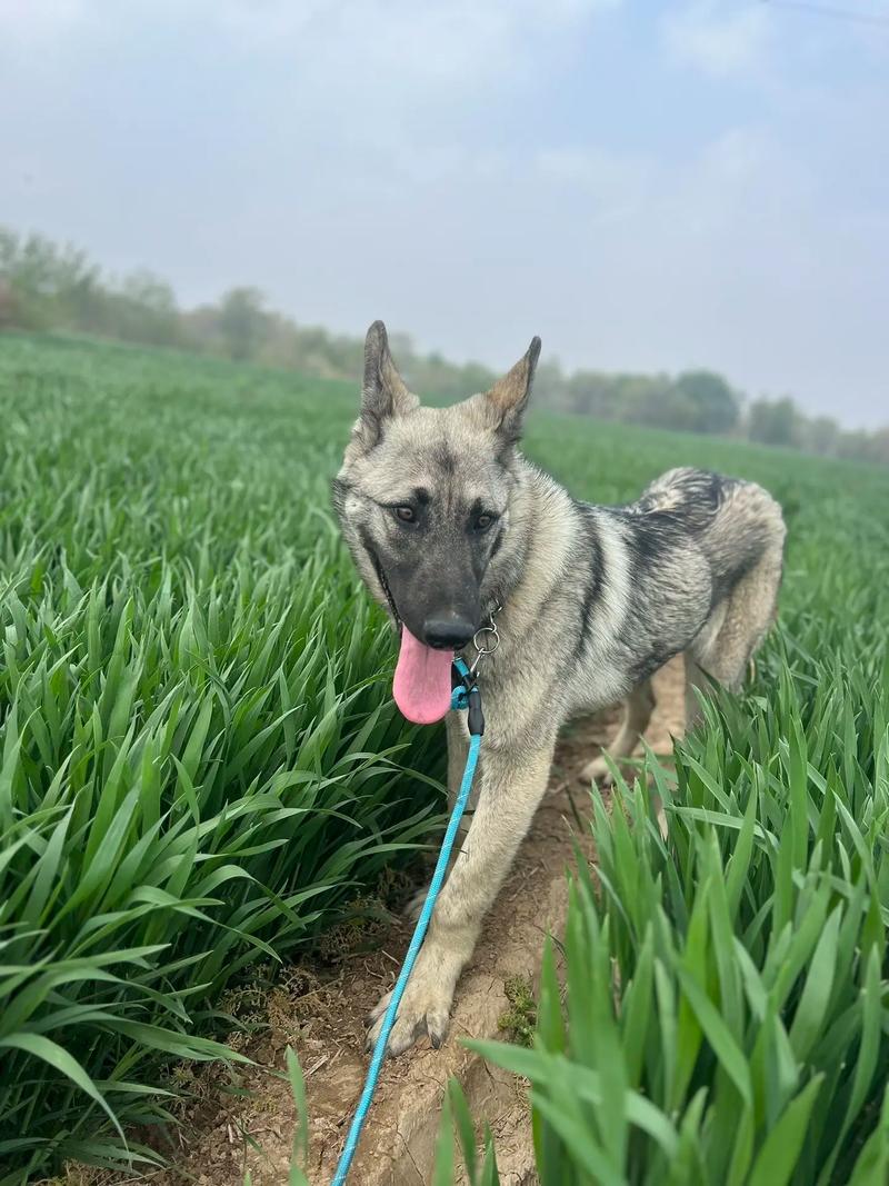 狼青犬是大型狗吗还是小型？狼青犬是不是土狗