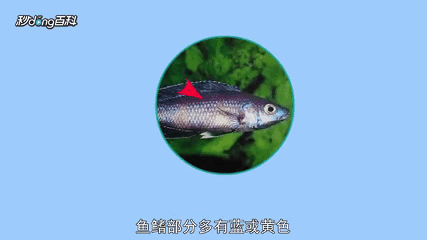 热带蓝鲨鱼能长多大?热带鱼蓝鲨会攻击其他鱼吗