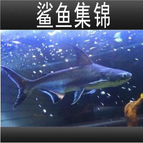 热带蓝鲨鱼能长多大?热带鱼蓝鲨会攻击其他鱼吗