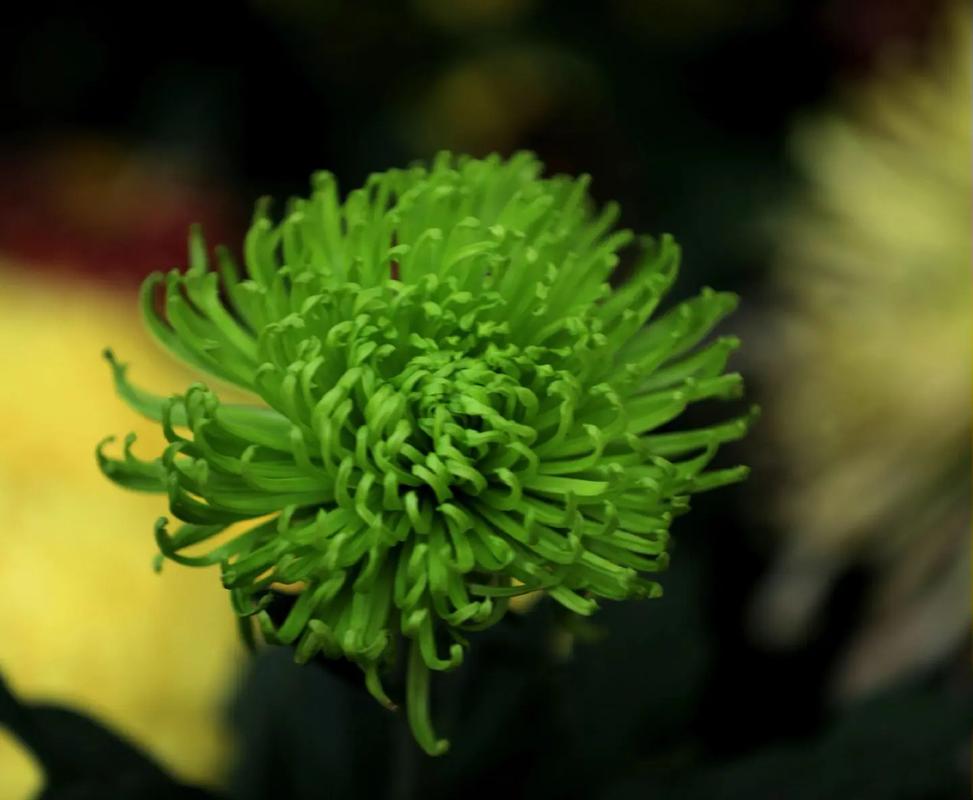 菊花怎么突然枯萎？菊花突然枯萎是怎么回事