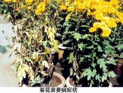 菊花怎么突然枯萎?菊花突然枯萎是怎么回事