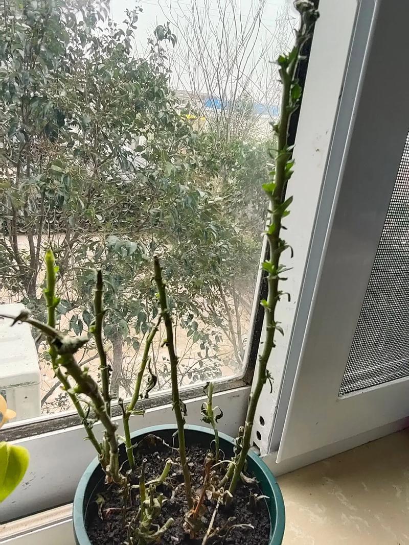 菊花怎么突然枯萎?菊花突然枯萎是怎么回事