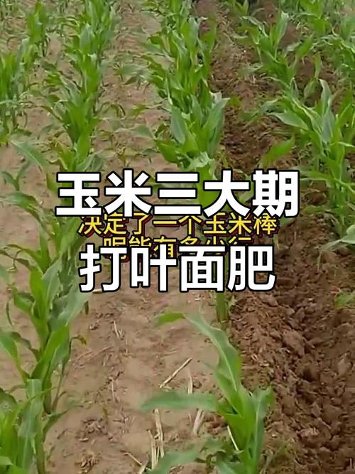 叶面肥喷多了有害处吗？玉米喷几次叶面肥最好