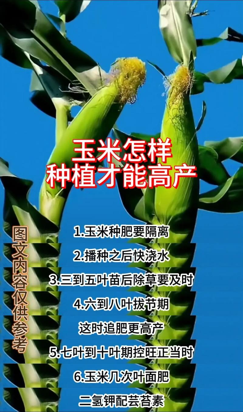 叶面肥喷多了有害处吗?玉米喷几次叶面肥最好