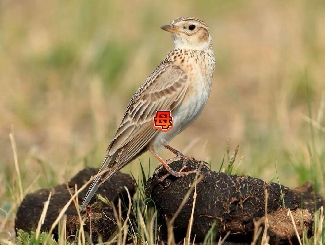 云雀分公母的绝招一招定公母？云雀怎么分公