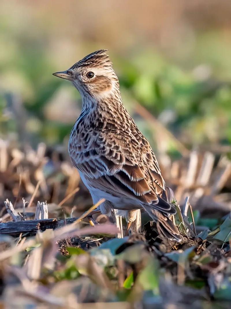 云雀分公母的绝招一招定公母?云雀怎么分公