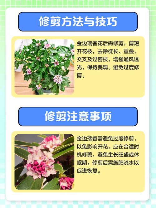 金边瑞香修剪得光秃秃的行吗？金边瑞香的修剪方法图解