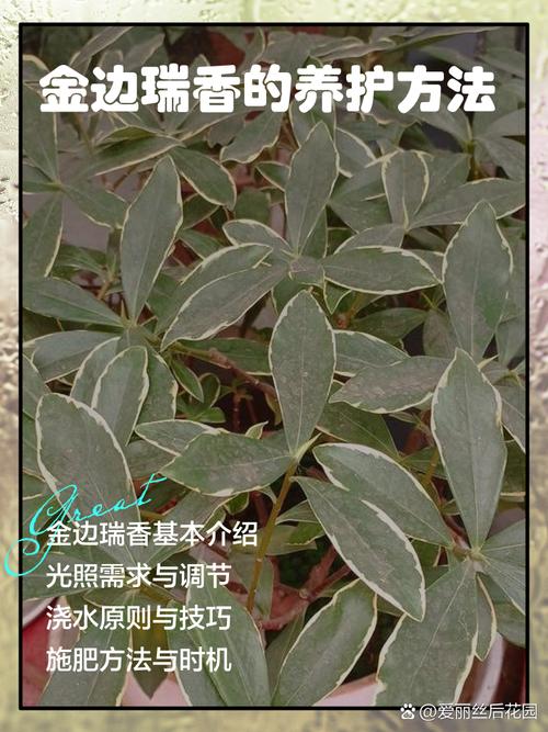 金边瑞香修剪得光秃秃的行吗?金边瑞香的修剪方法图解