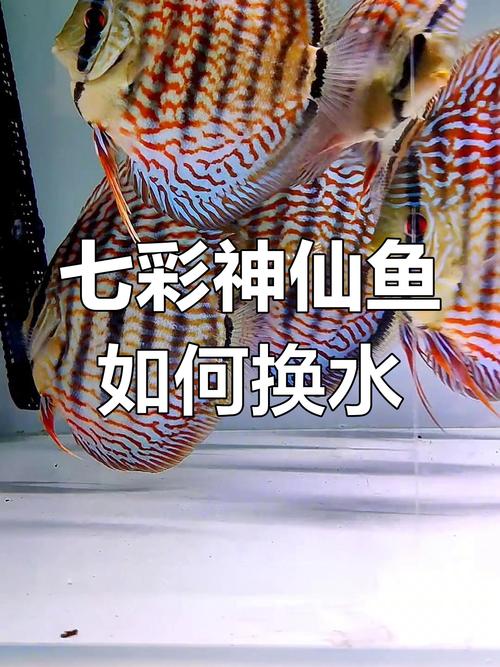 热带鱼掉色怎么办？热带鱼变色怎么办