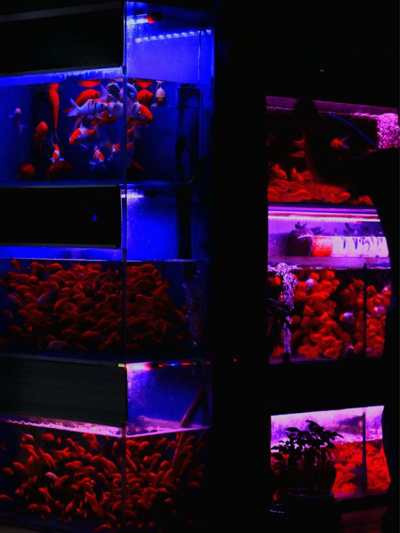 热带鱼掉色怎么办?热带鱼变色怎么办